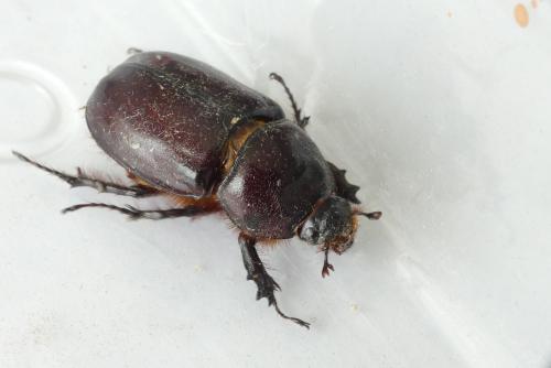Oryctes nasicornis